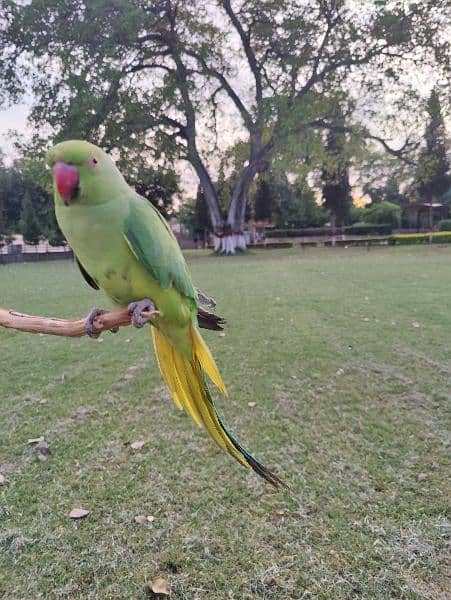 female parrot for sale 0