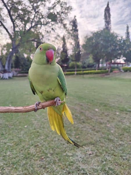 female parrot for sale 1