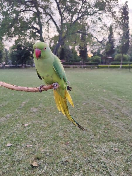 female parrot for sale 3