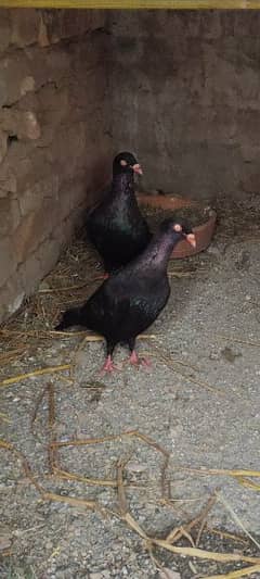 Danish Breeder pair pigeon kabutar