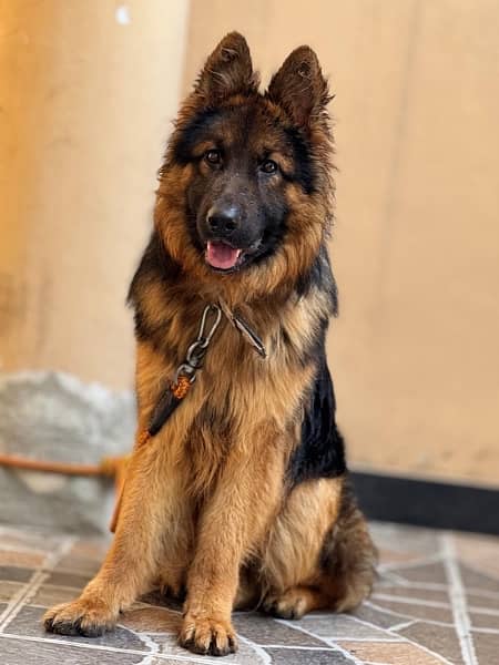 German shepherd Dog / Dog For Sale / GSD 0