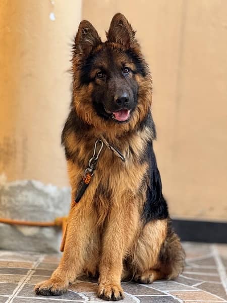 German shepherd Dog / Dog For Sale / GSD 2