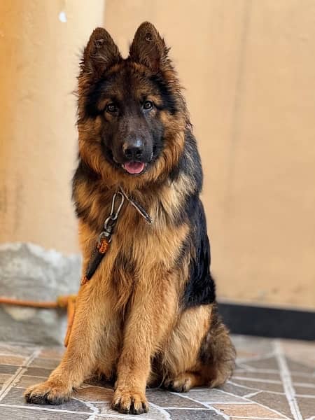 German shepherd Dog / Dog For Sale / GSD 3