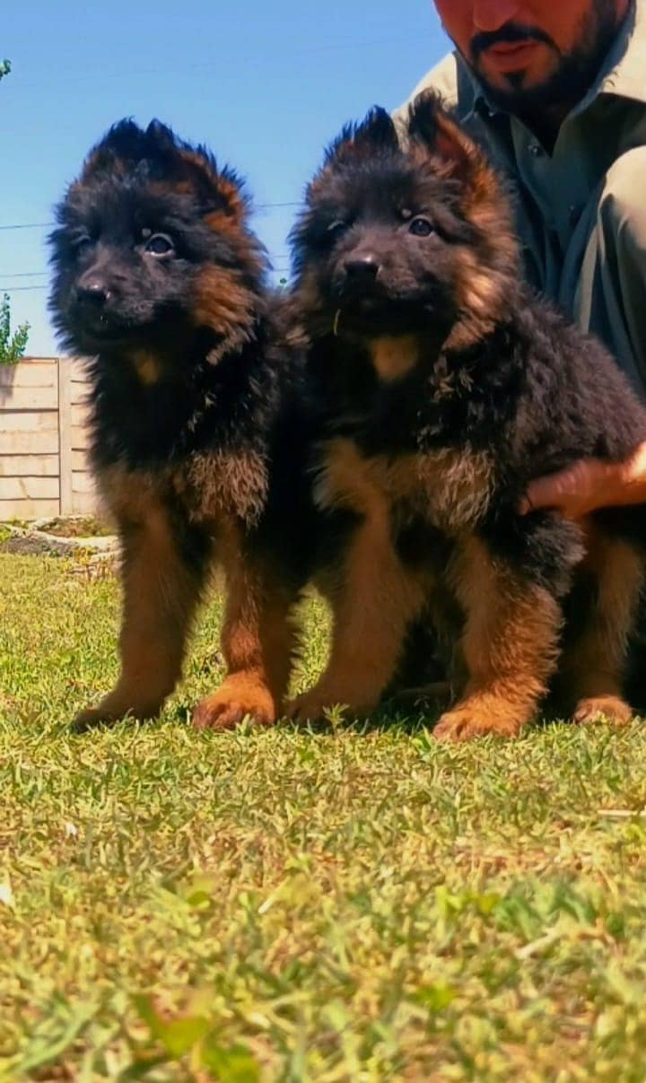 German shepherd pair 0