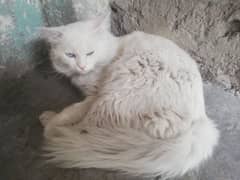 persion cat kitten male for sell 0