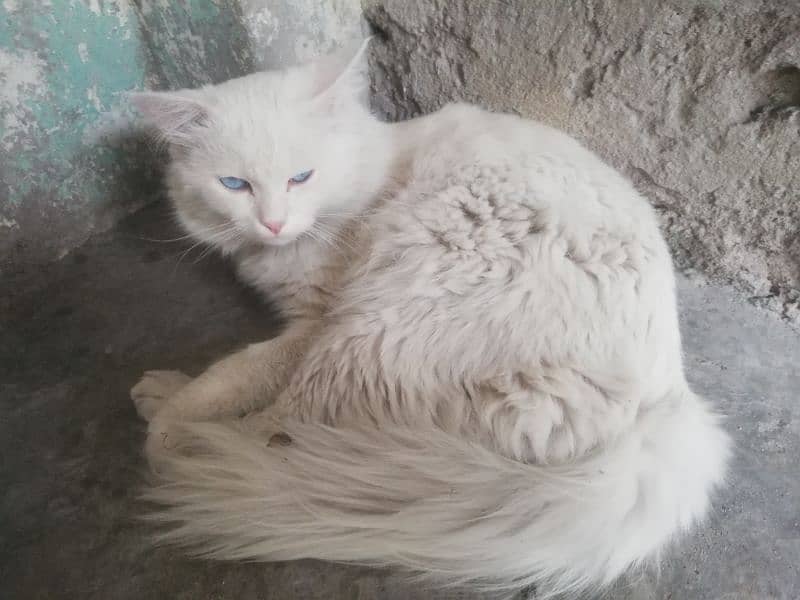 persion cat kitten male for sell 0