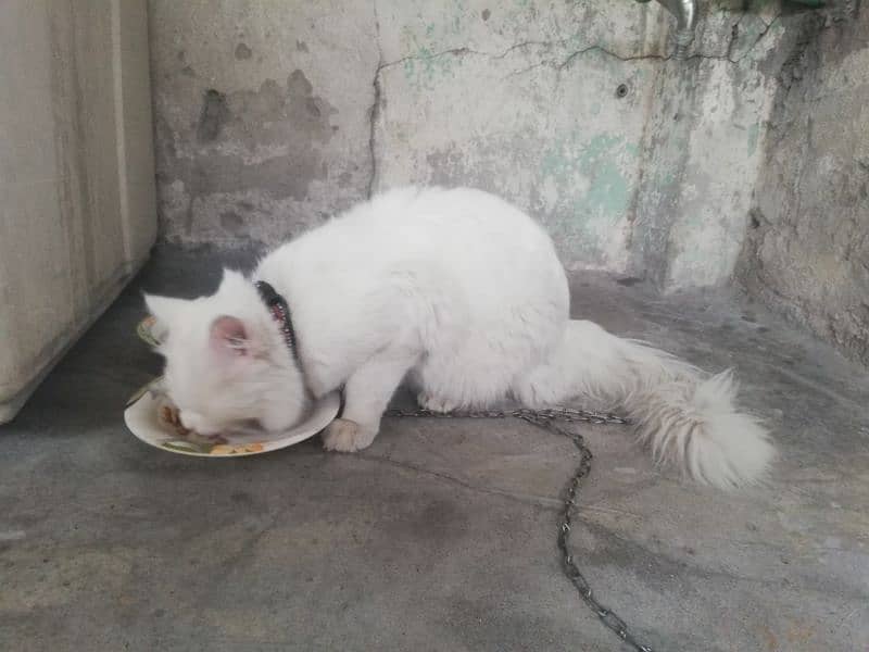 persion cat kitten male for sell 1