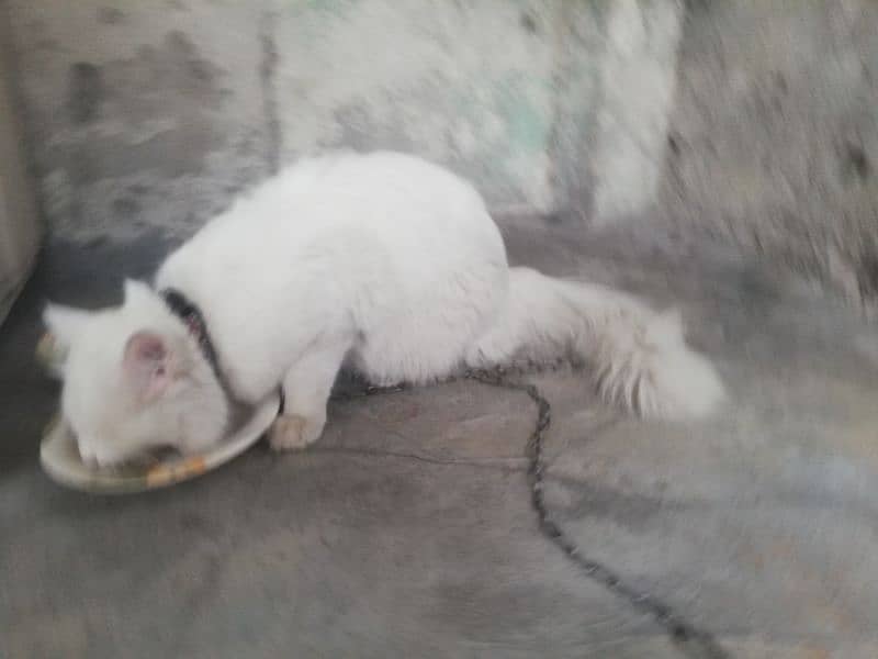 persion cat kitten male for sell 2