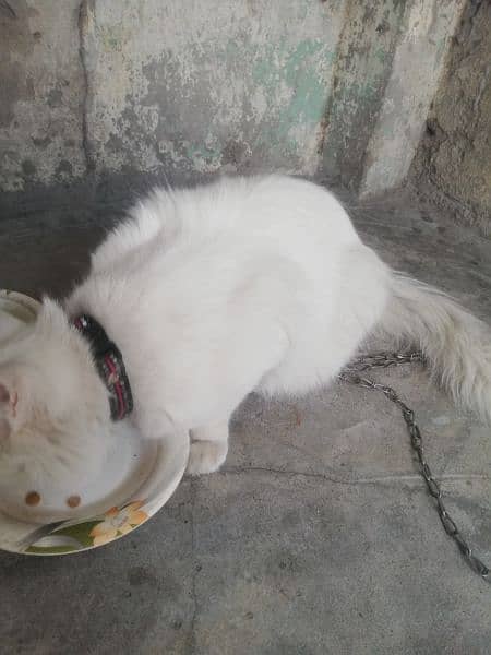 persion cat kitten male for sell 3