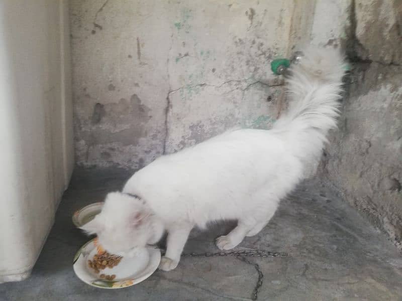 persion cat kitten male for sell 5