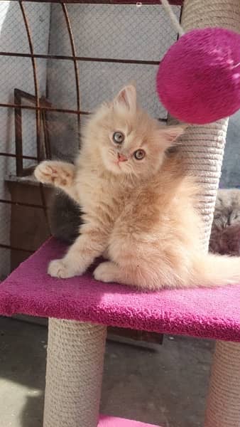 Persian kittens | triple Coated | Punch Face kittens For Sale 5