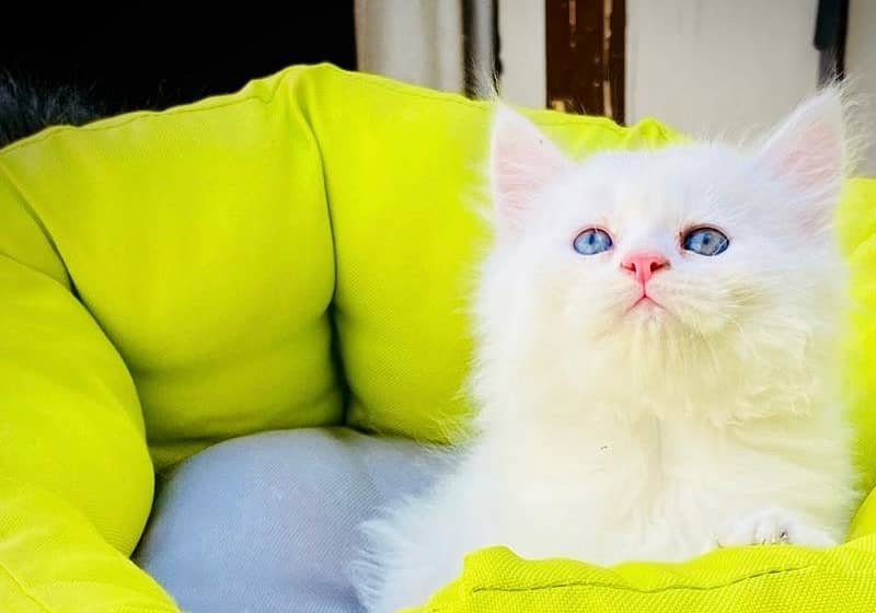 Persian kittens | triple Coated | Punch Face kittens For Sale 3