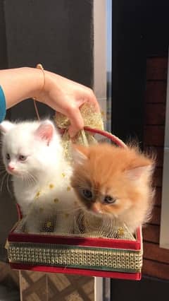 Persian Trippel Coat Kittens
