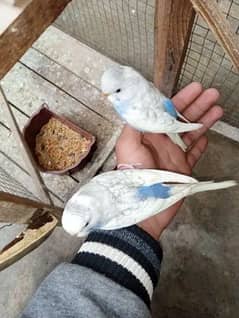 Fully tamed Australian Budgies parrots good quality breeders