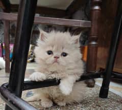 Persian kitten Full Punch Face