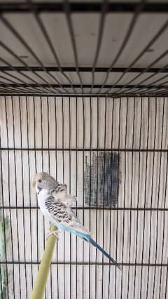 Black wing Budgie