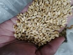 gandum wheat for sale