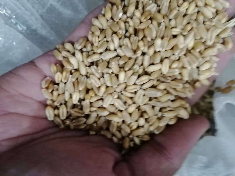 gandum wheat for sale 0