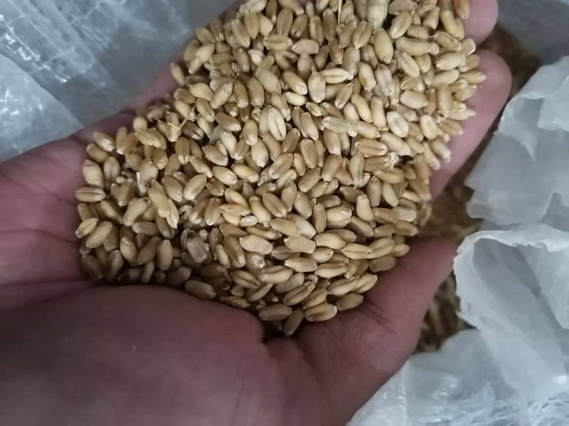 gandum wheat for sale 1