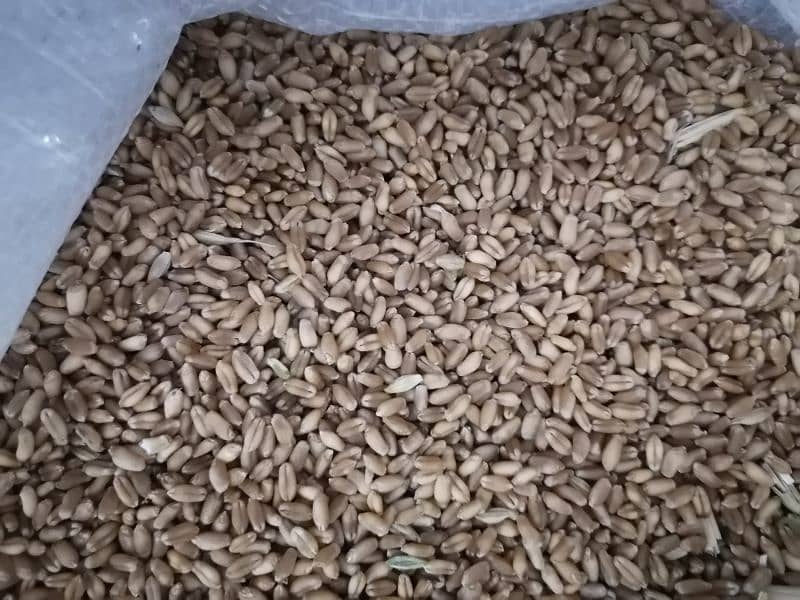 gandum wheat for sale 2