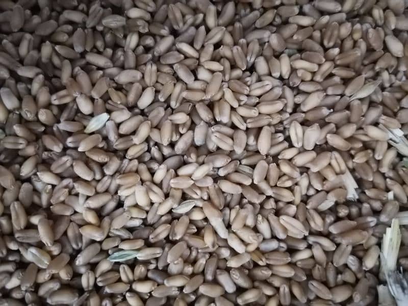 gandum wheat for sale 5