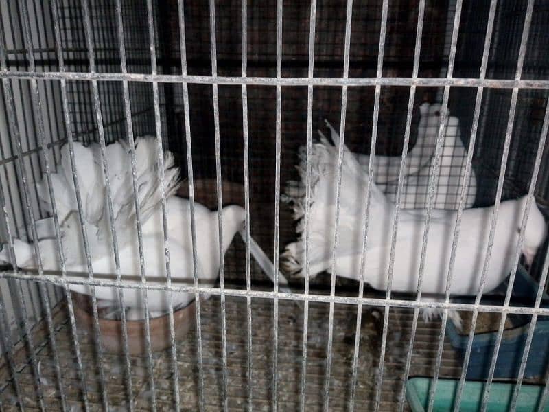 2 pair ,,laka kabotar with cage 2