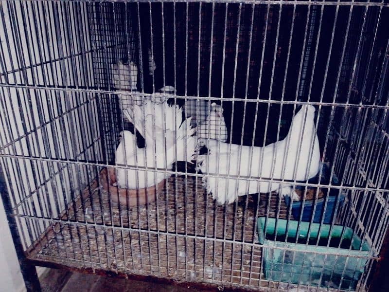 2 pair ,,laka kabotar with cage 4