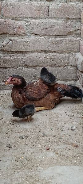 One Aseel Murghi with two Chicks for sale MashAllah healthy and active 0