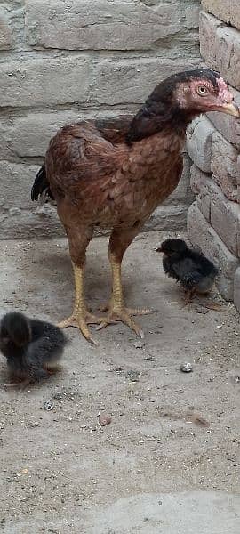 One Aseel Murghi with two Chicks for sale MashAllah healthy and active 3