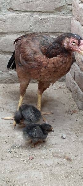 One Aseel Murghi with two Chicks for sale MashAllah healthy and active 4