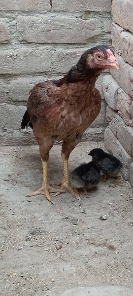 One Aseel Murghi with two Chicks for sale MashAllah healthy and active 5