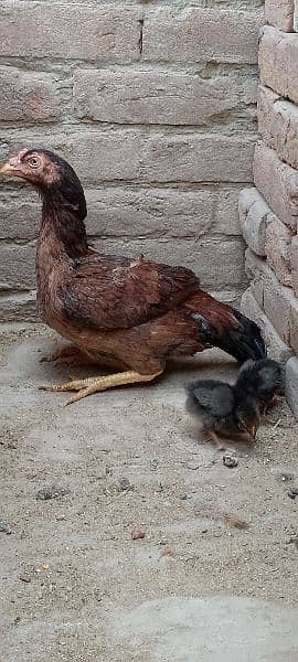 One Aseel Murghi with two Chicks for sale MashAllah healthy and active 7