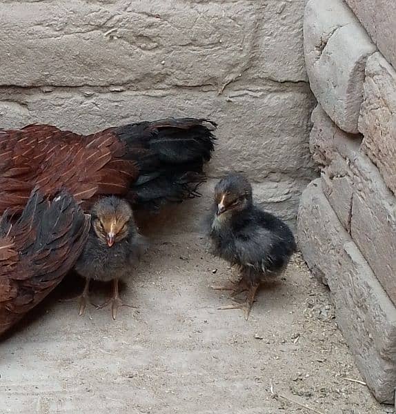 One Aseel Murghi with two Chicks for sale MashAllah healthy and active 9