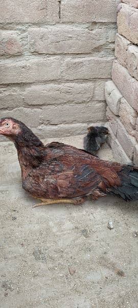 One Aseel Murghi with two Chicks for sale MashAllah healthy and active 10