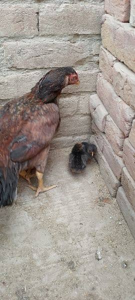 One Aseel Murghi with two Chicks for sale MashAllah healthy and active 12