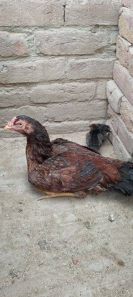 One Aseel Murghi with two Chicks for sale MashAllah healthy and active 13