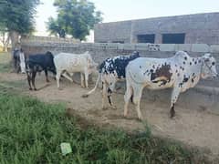 Qurbani k janwer (bulls)