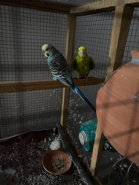 budgies king size breeder pair granted [redacted phone number] what’s 0