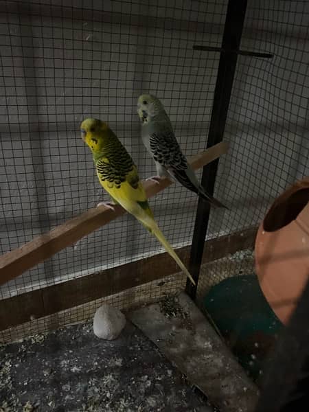 budgies king size breeder pair granted [redacted phone number] what’s 1