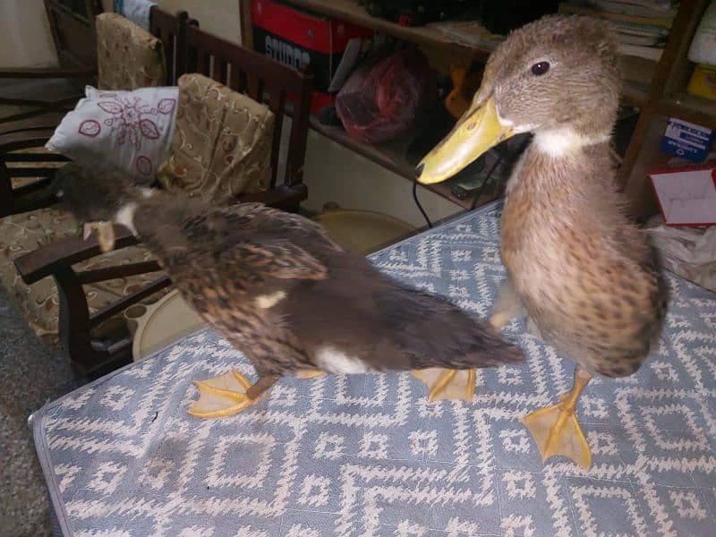 Ducks for sale 1