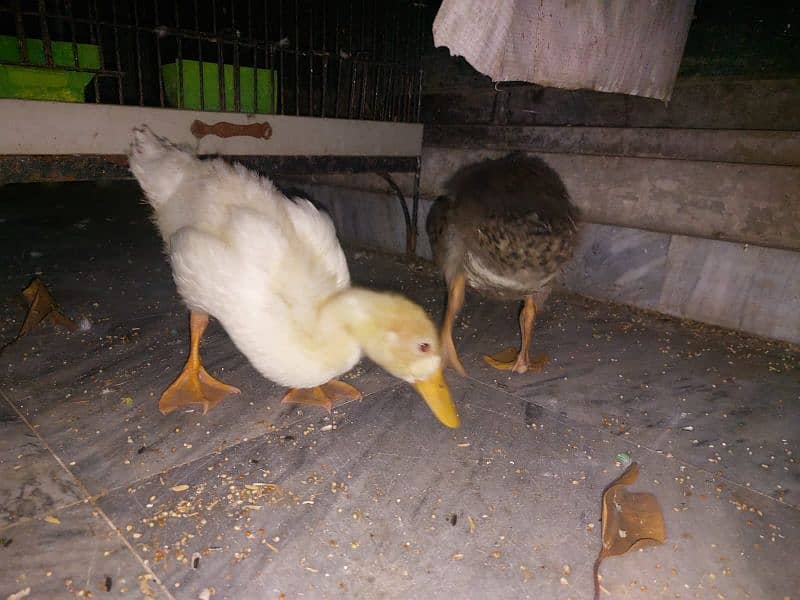 Ducks for sale 2