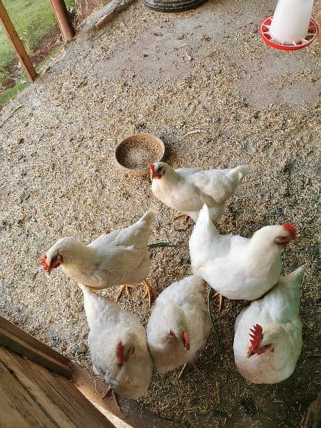 lohmann white pure breed egg laying 0