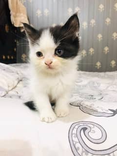 Persian Cat 2.5 Month