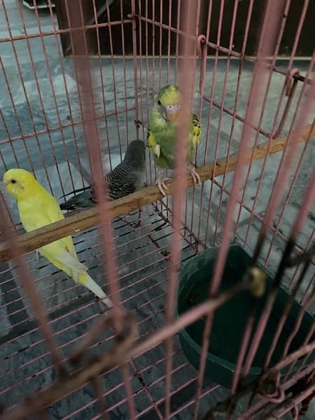 budgies king size breeder pair granted [redacted phone number] what’s 3