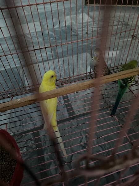 budgies king size breeder pair granted [redacted phone number] what’s 4