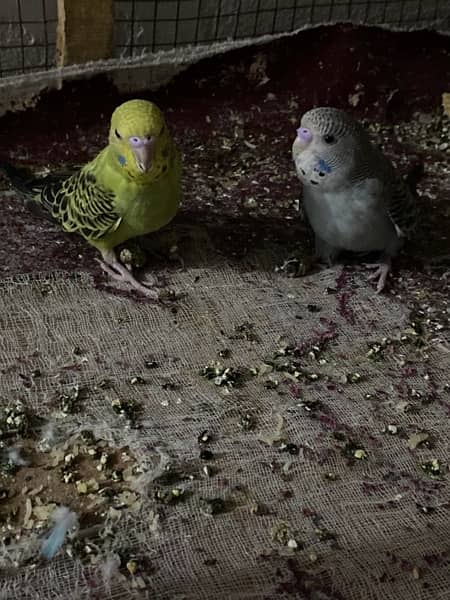 budgies king size breeder pair granted [redacted phone number] what’s 5