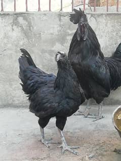 Ayam Cemani egg laying pair