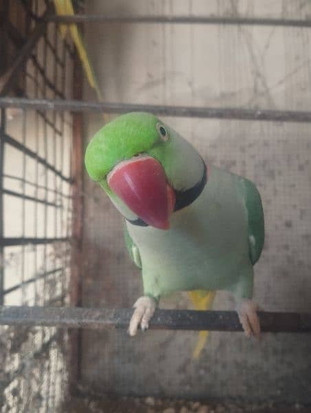raw parrot 0