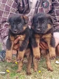German Shepherd double coat 2 month male female for sale available