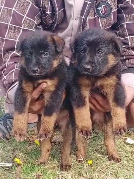 German Shepherd double coat 2 month male female for sale available 0